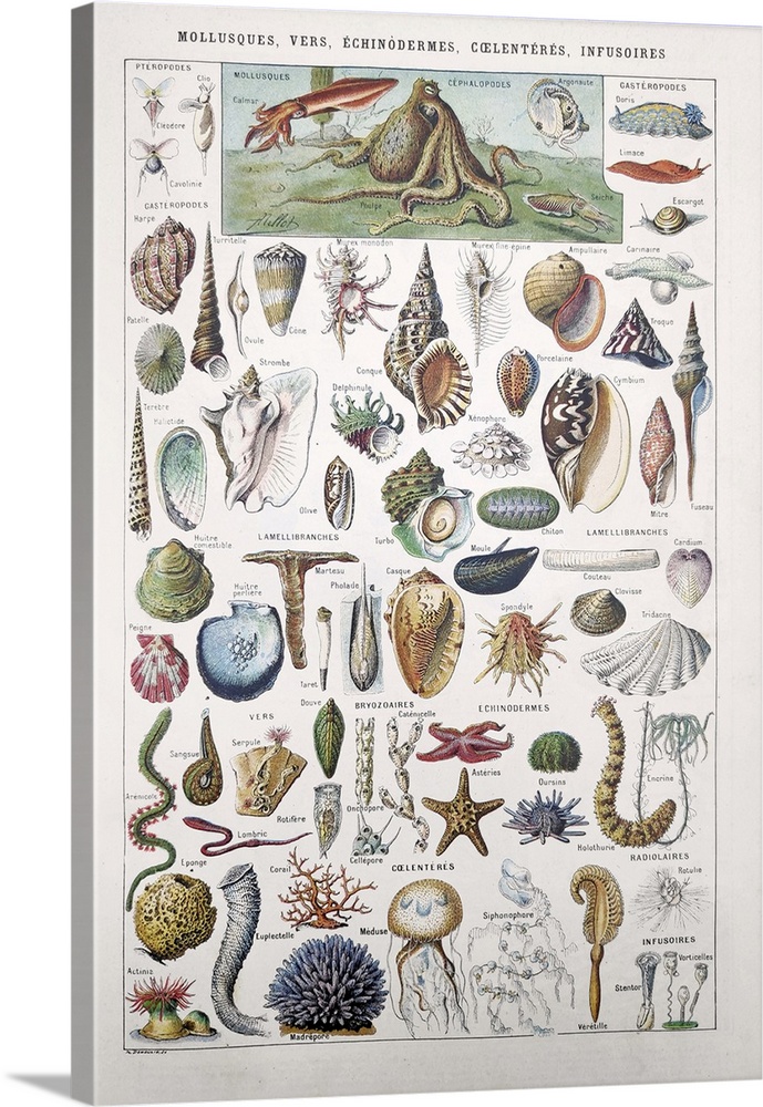 Old illustration about the marine life (molluscs, worms, echinoderms, coelenterates and infusoria) by Millot & Demoulin in...