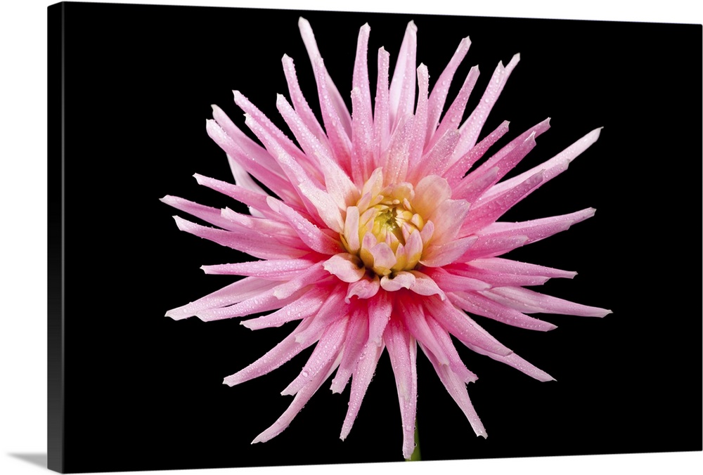 The Shooting Star produces blooms of large pink and white flowers with a yellow centre.