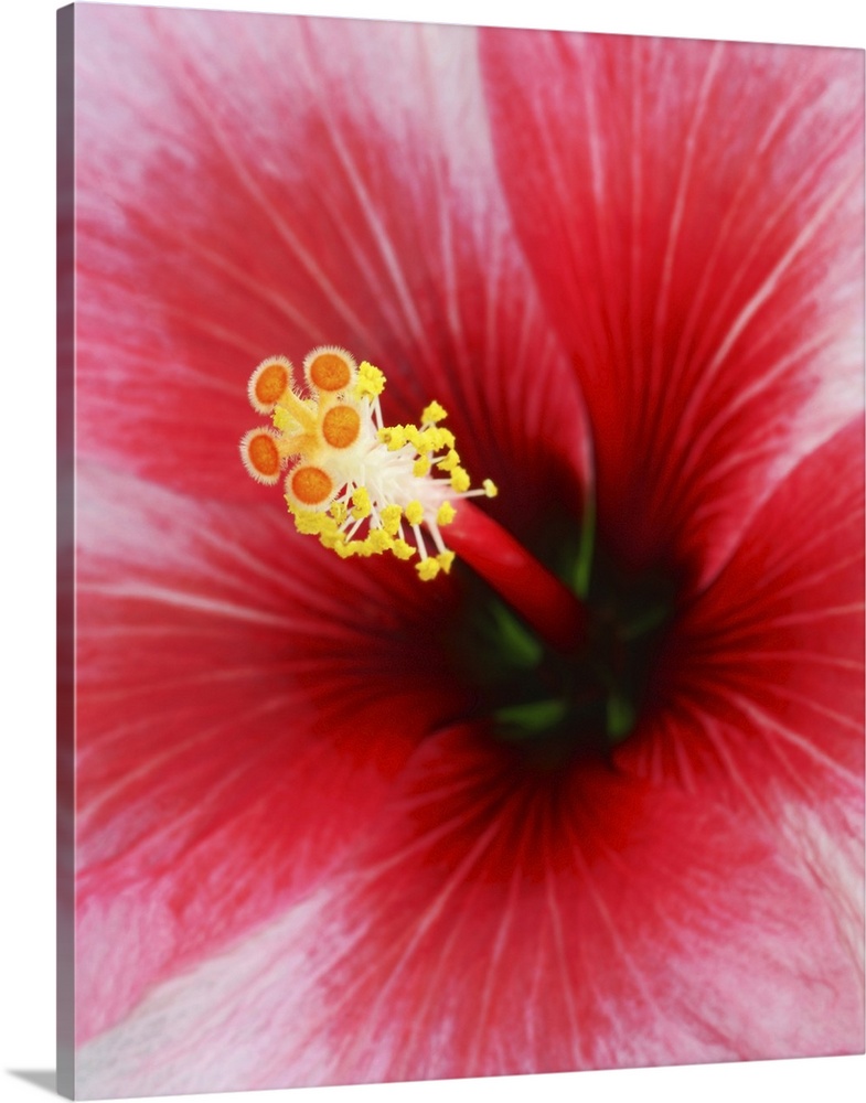 Centre of red and pink hibiscus flower in close-up showing detail of stigma and stamens.