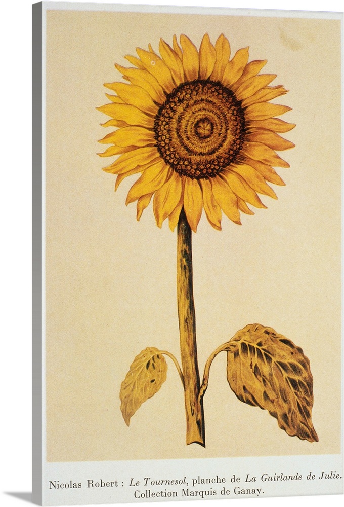 The Sunflower By Nicolas Robert