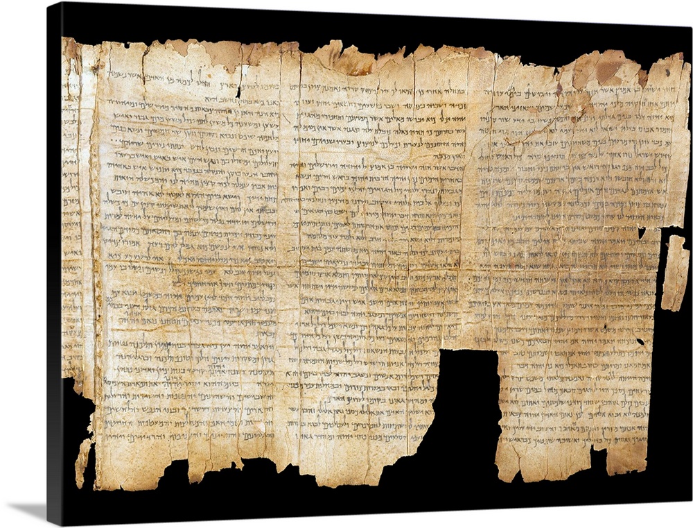 The Temple Scroll, from the Dead Sea Scrolls found at Qumran, scroll number 11Q20, late 1st century BC - early 1st century...