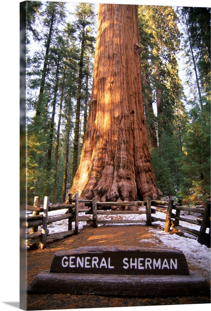 The tree of trees, General Sherman aka the largest tree in the world, in Redwood National Park, northern California.