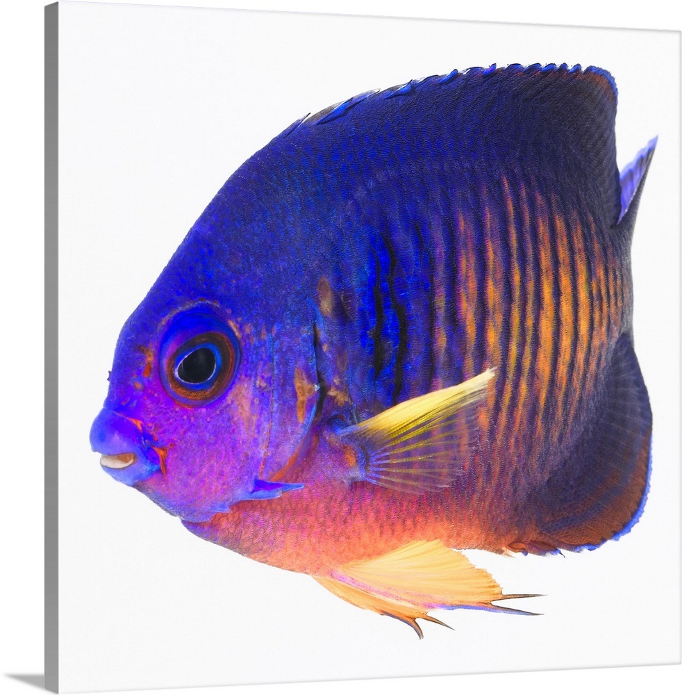 The two-spined angelfish is also commonly called coral beauty angelfish ...