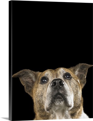 This pit bull terrier and cattle dog mix is 12 years old.
