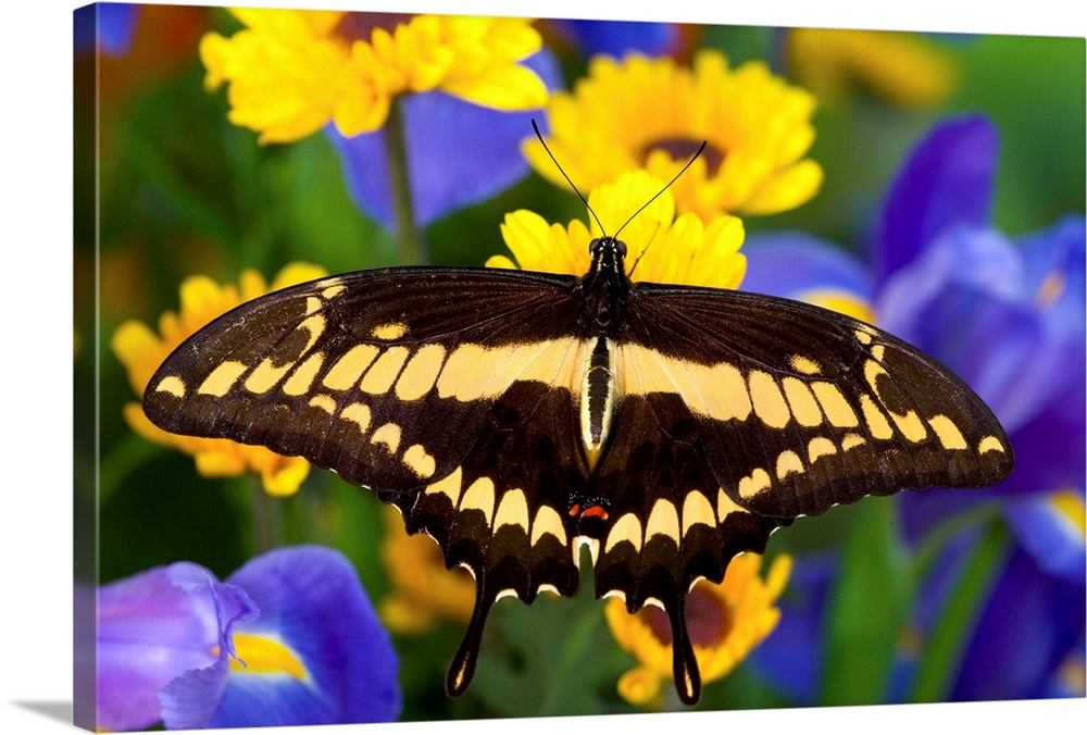 This rare butterfly is native to Central and South America and is often mistaken for the Giant Swallowtail.