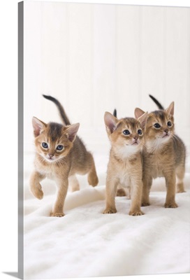 Three Abyssinian standing