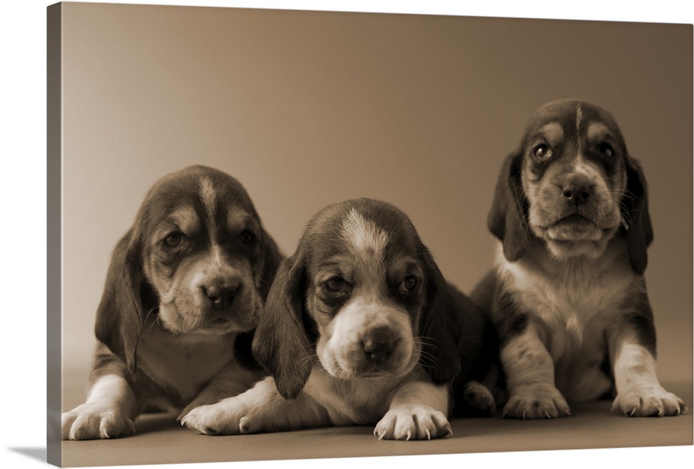 Three Basset Hound Puppies