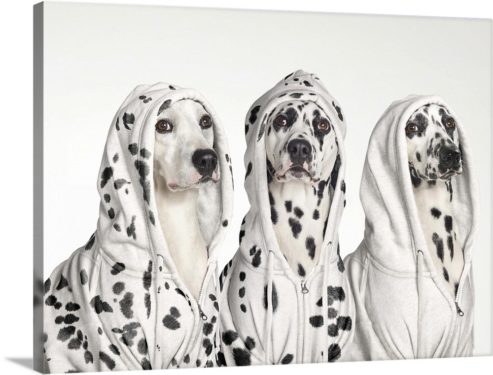 Three dalmatian dogs wearing hoodies with spots juxtaposed on fur and clothes.
