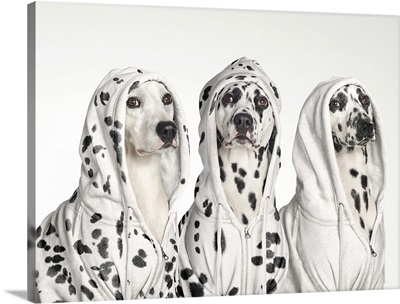 Three Dalmatians wearing white spotted hoodies
