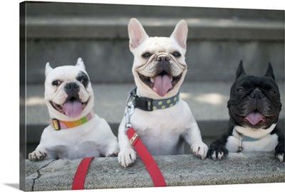 Three French bulldogs
