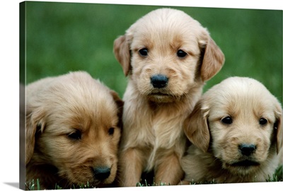 Three golden retriever puppies