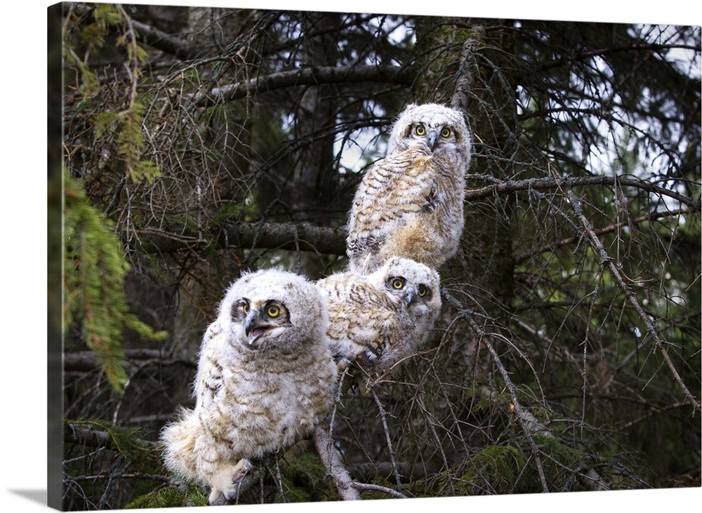 Three Great Horned Owl (Bubo Virginianus) Chicks In A Tree