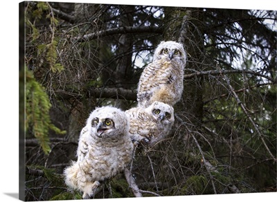 Three great horned owls observing their wildlife