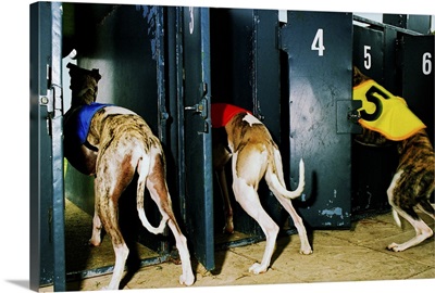 Three Greyhounds entering traps