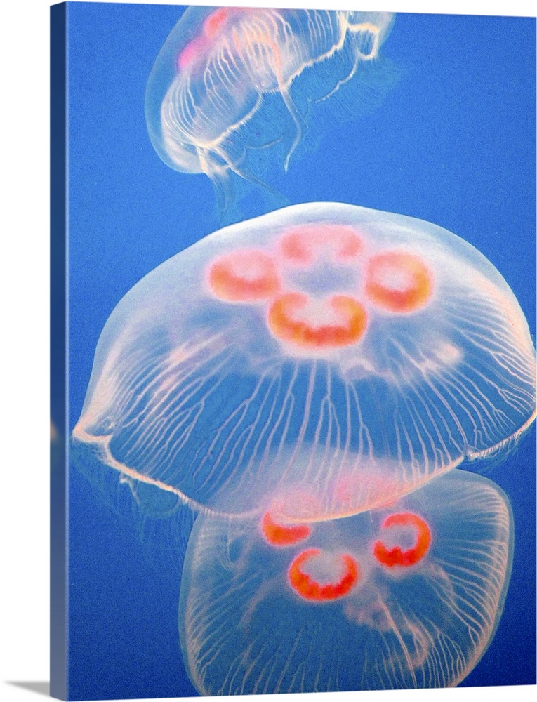 Three jellyfish aquarium blue ocean sea water jellies orange swimming floating jelly fish