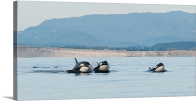 Three killer whales, Vancouver Island