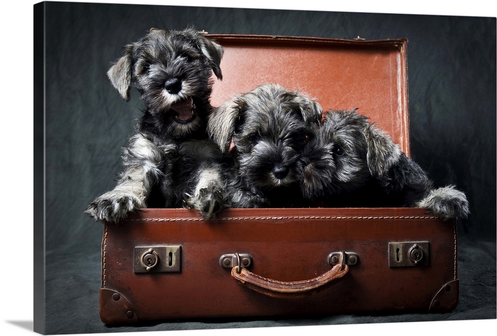 Three miniature schnauzer puppies in an old and battered, brown leather suitcase.