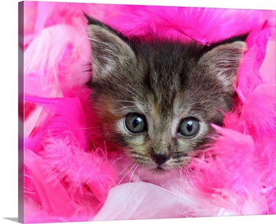 Three month old tabby kitten with face surrounded by pink feathers.
