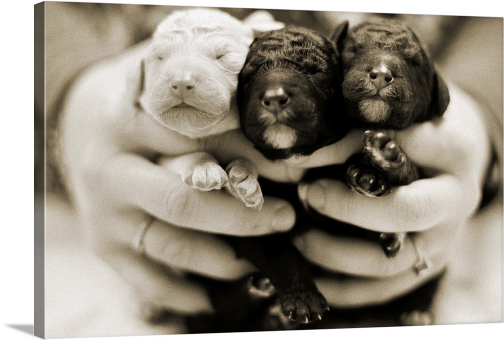Standard Poodle puppies, three days old and held in the hands of a veterinary technician.