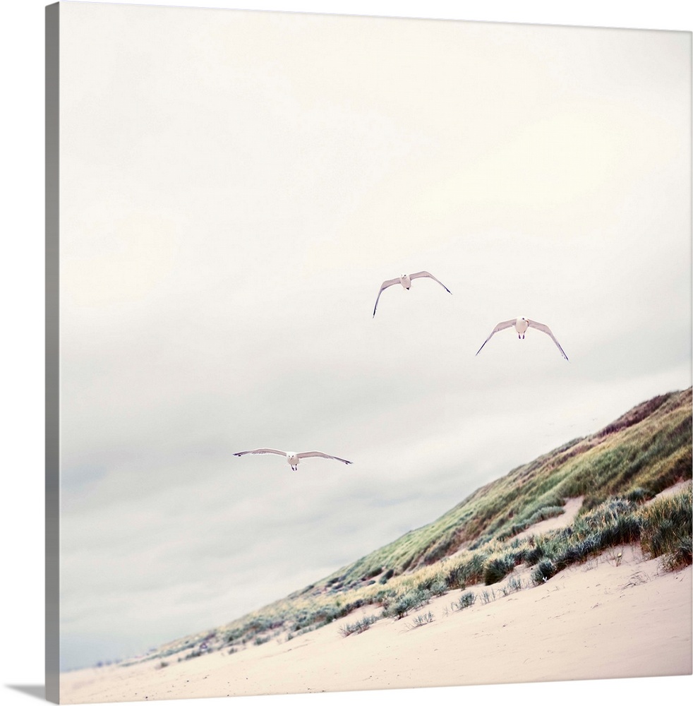 Three seagulls at Dutch beach with dune and marram grass.