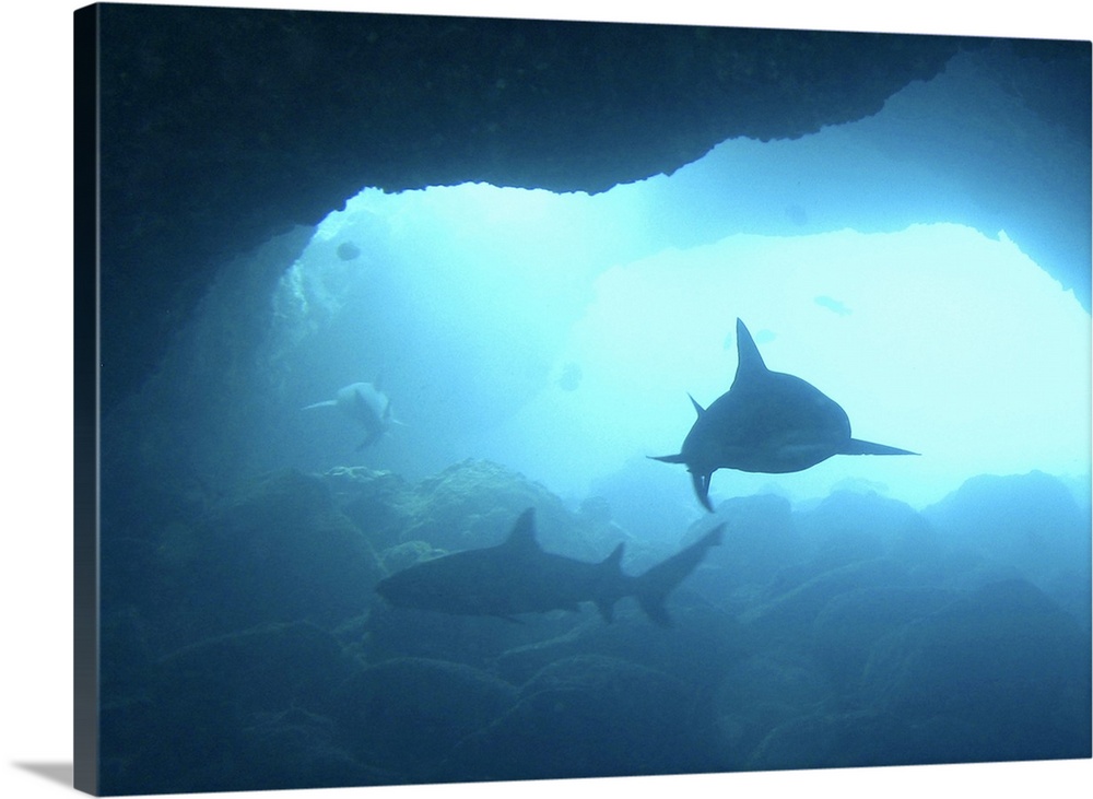 Three sharks patrol an underwater cave.