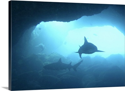 Three sharks patrol an underwater cave.