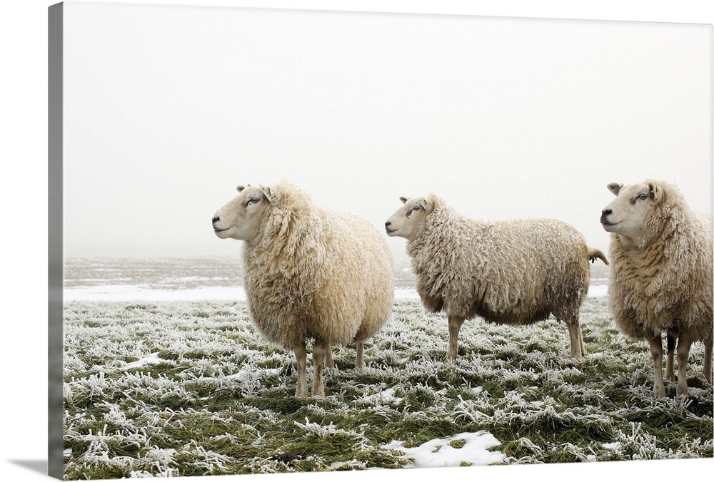 Three sheep in a meadow, on a cold and foggy morning, all looking in the same direction.