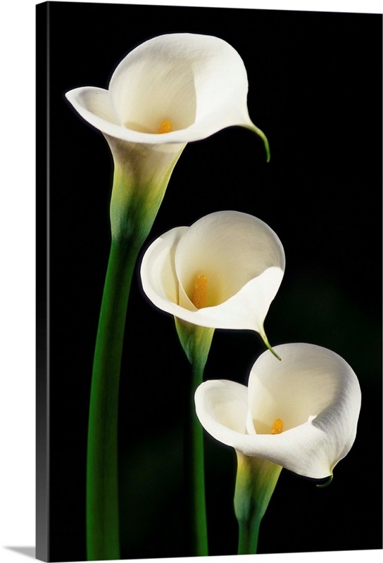 Three White Calla Lilies Wall Art, Canvas Prints, Framed Prints, Wall ...