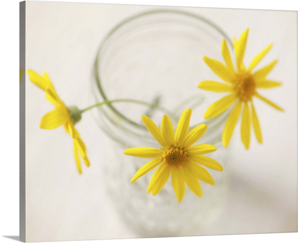 Three yellow daisies in glass jar.