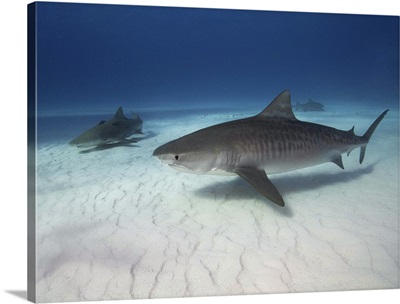 Tiger shark on white sand beach