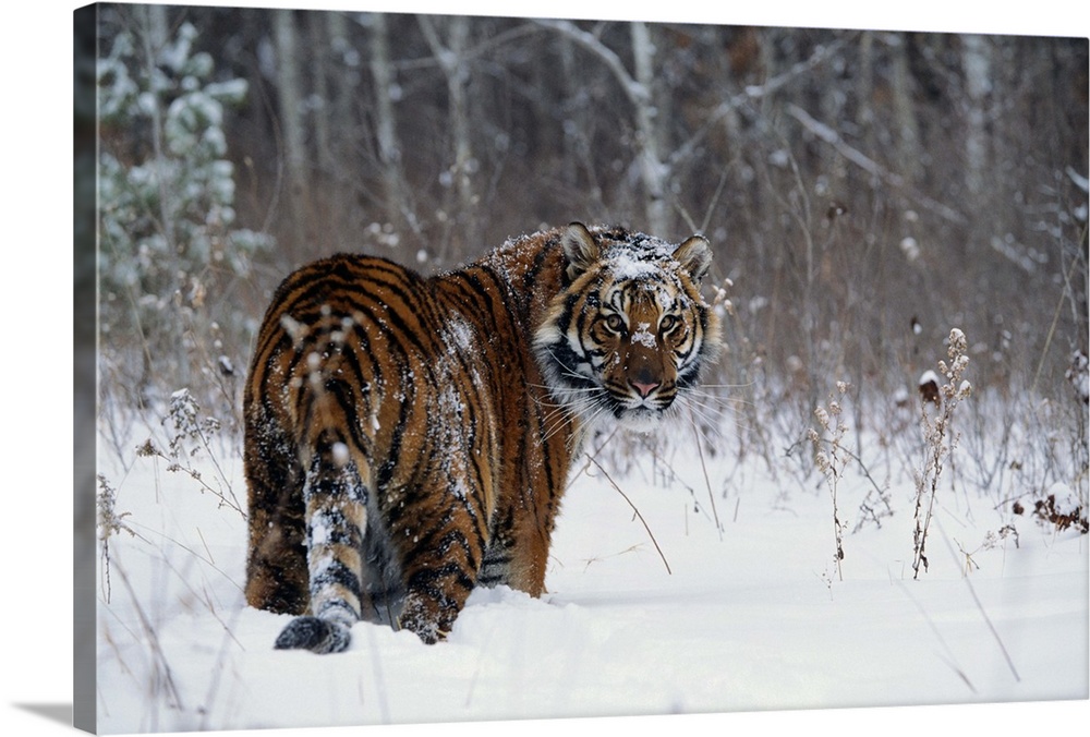 Tiger (Panthera tigris) standing in deep snow