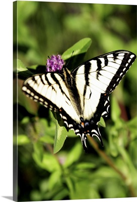 Tiger Swallowtail Butterfly. Papilio glacus. Feeding on Bee Balm, Monarda