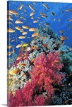 Tropical Fish Canvas Art Prints | Tropical Fish Panoramic Photos ...