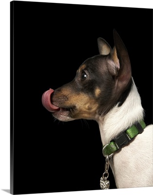 Tongue out of black and white rat terrier