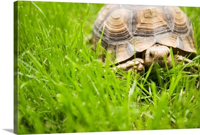 Tortoise In Meadow