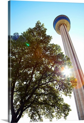 Tower of the Americas with tree and sun in San Antonio