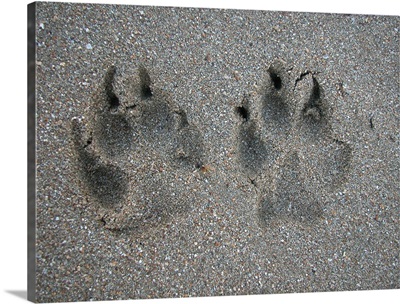 Tracks of dog in sand