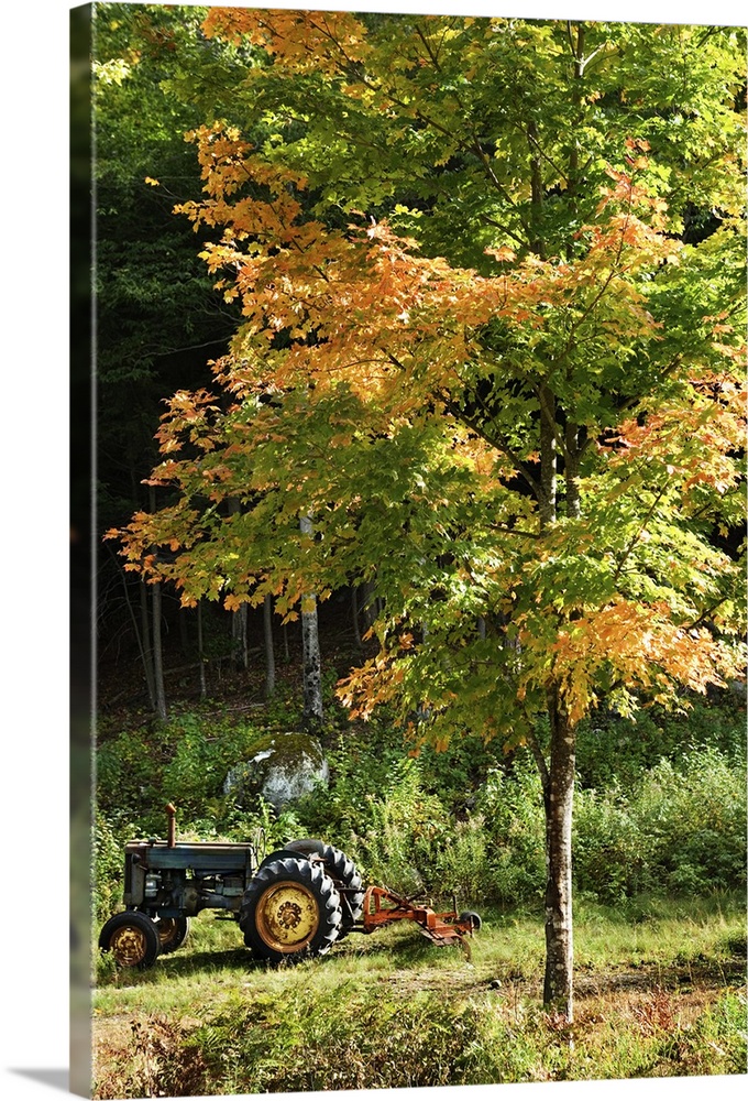 Tractor near tree