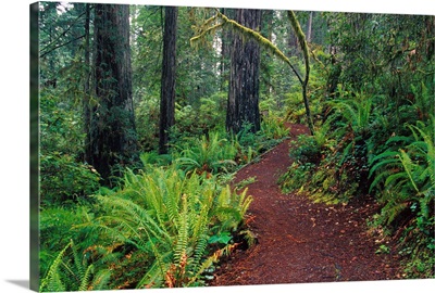 Trail Through Redwood Trees