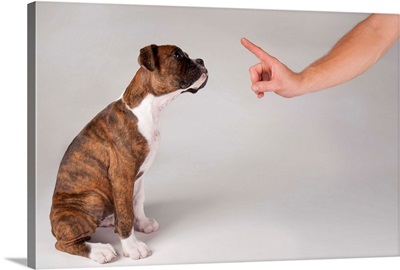 Training of a puppy Boxer