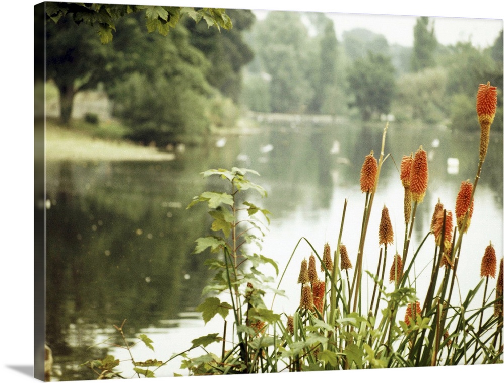 Tranquil pond