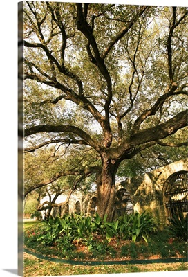 Tree and landscaping in San Antonio, Texas