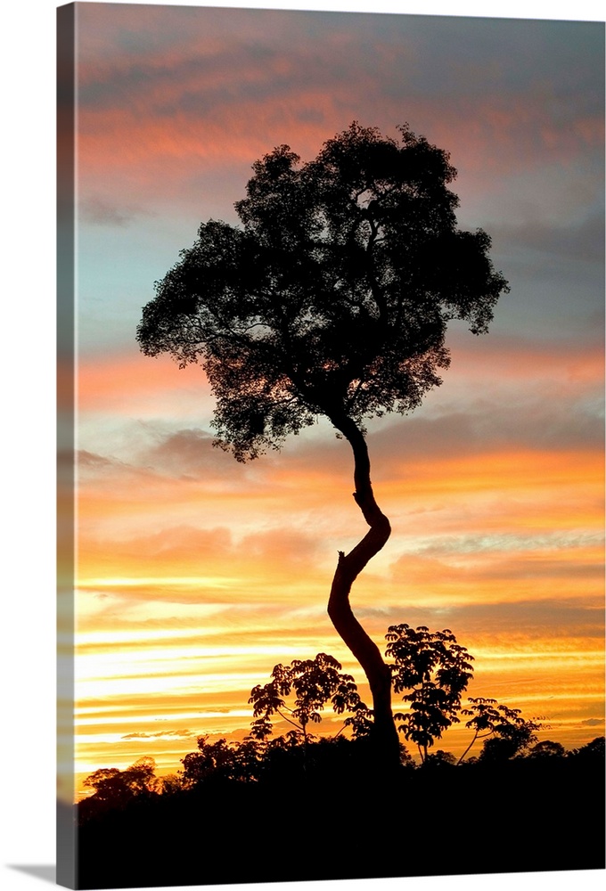 A lone tree reaching to the sky at sunset along the Pantanal Highway in Brazil.