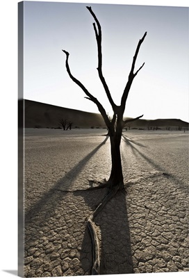 Tree growing in desert landscape