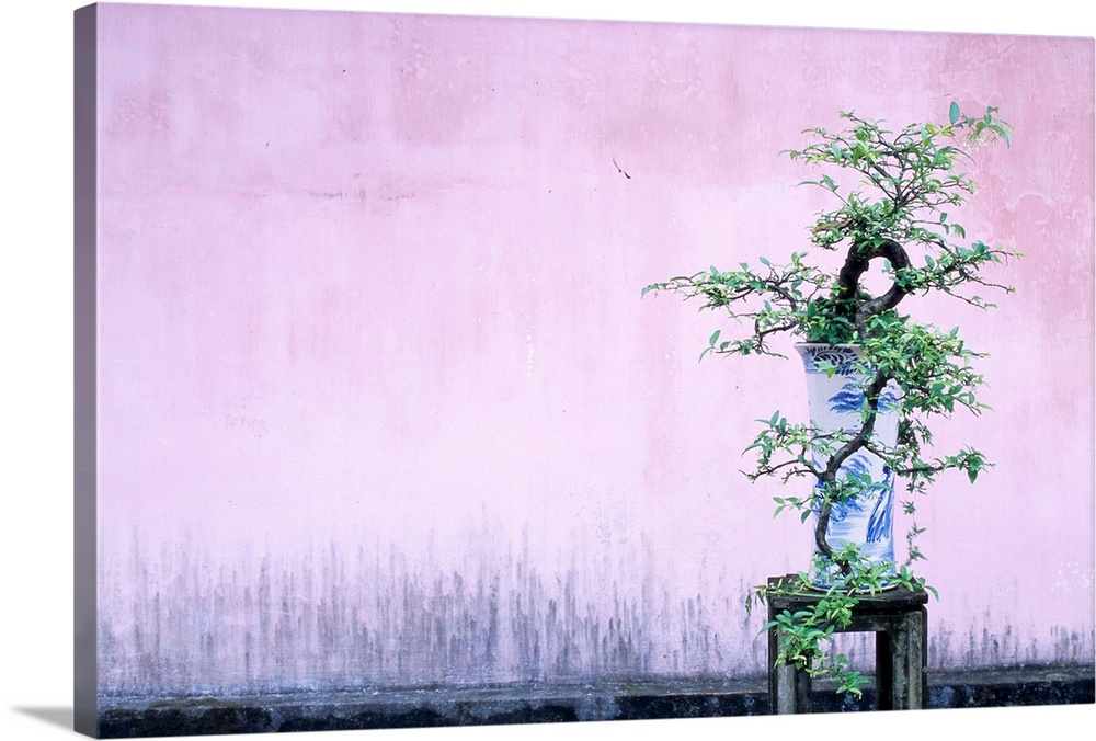 A bonsai tree sits in a vase stands in front of a pink wall at the Thien Nu Pagoda in Hue.