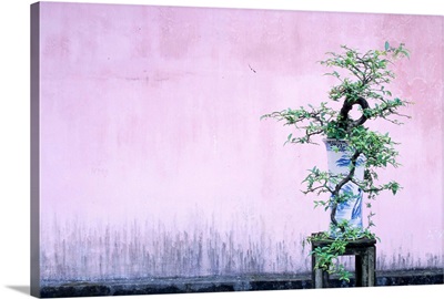 Tree In Vase And Pink Wall
