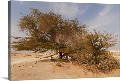 Tree of Life, 400-year-old mesquite tree, near Jebel Dukhan.