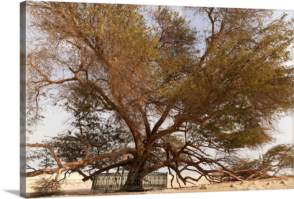 Tree Of Life 400 Year Old Mesquite Tree Near Jebel Dukhan Wall