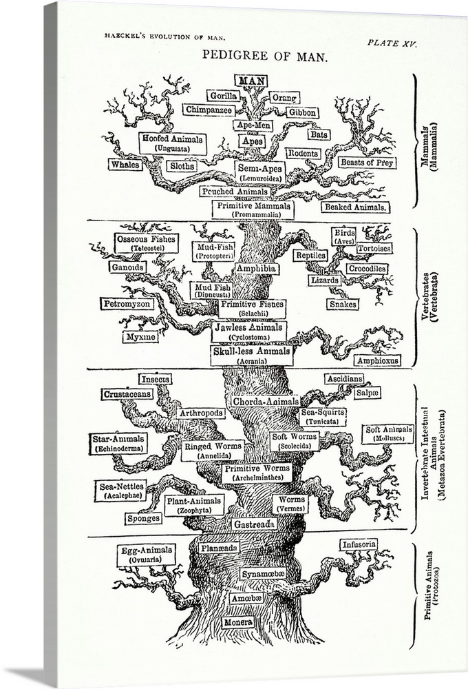 The tree of life from The Evolution of Man by German evolutionary biologist Ernst Heinrich Philipp August Haeckel , a foll...