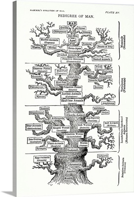 Tree Of Life From The Evolution Of Man By Ernst Haeckel